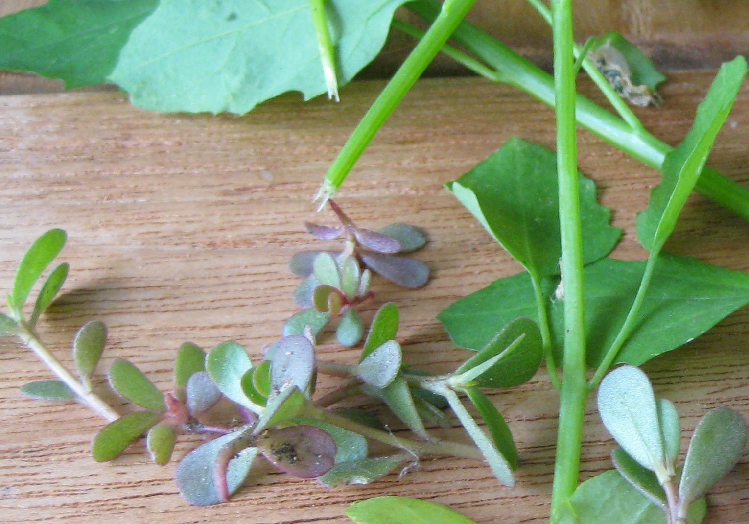 Purslane and lambsquarters leaves on a wooden table.