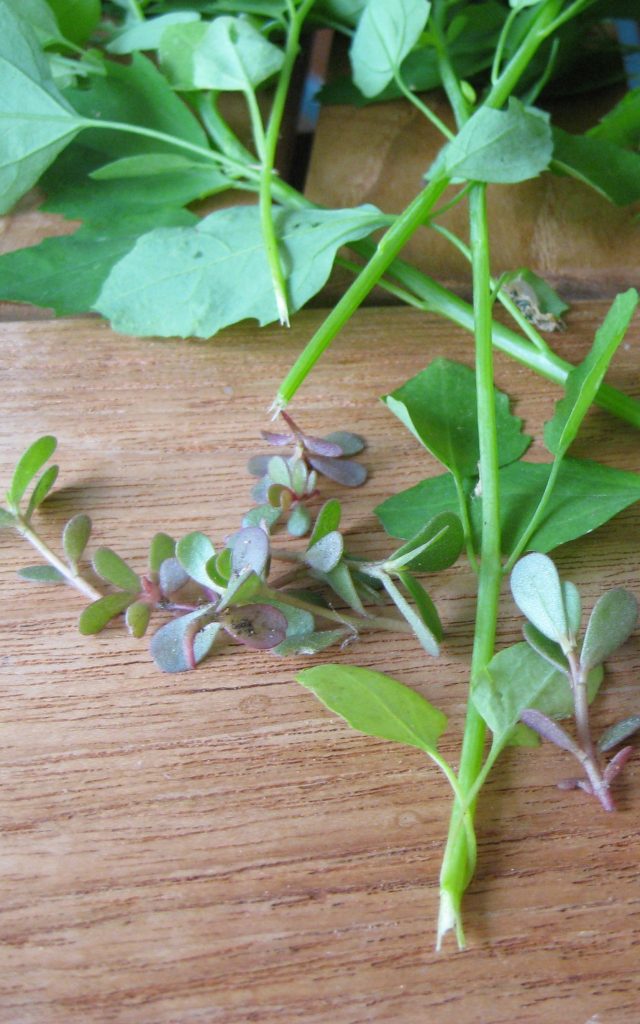 Sprigs of purslane and lambsquarters scattered on a wooden table.