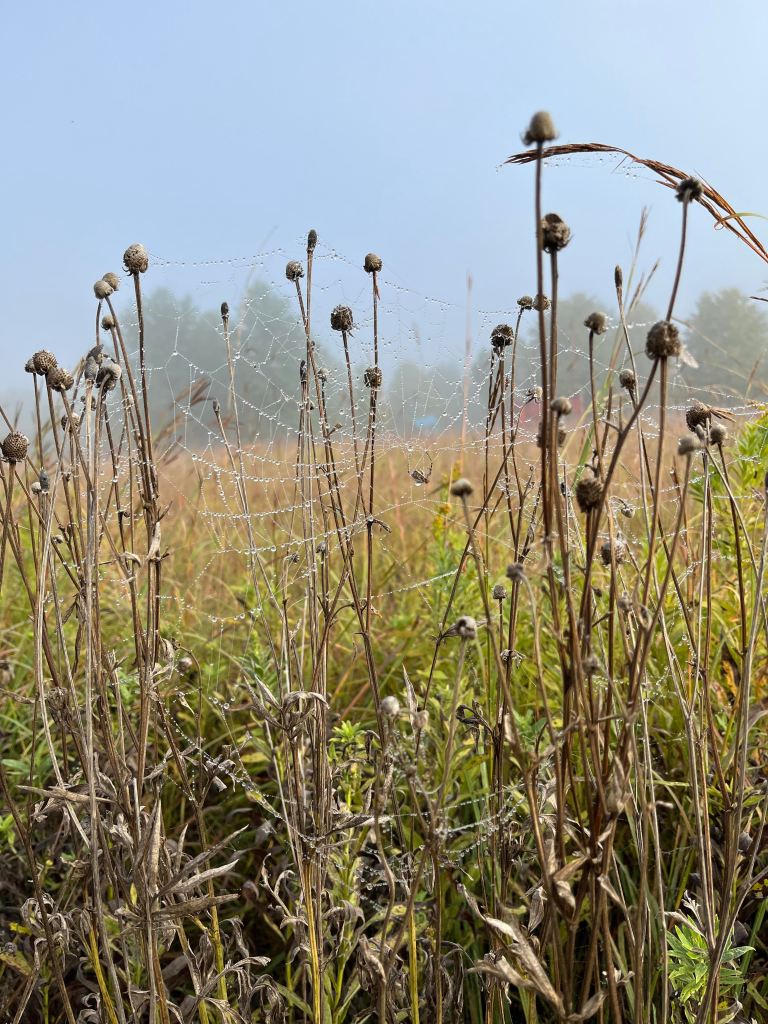 Restored prairie with dried flowers and dewy spiderwebs in the foreground.