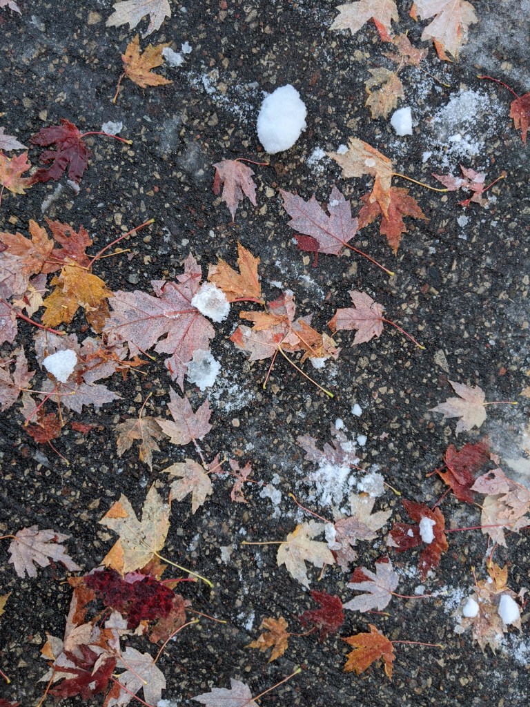 Old yellow and faded red autumn leaves frozen onto a black asphalt driveway.
