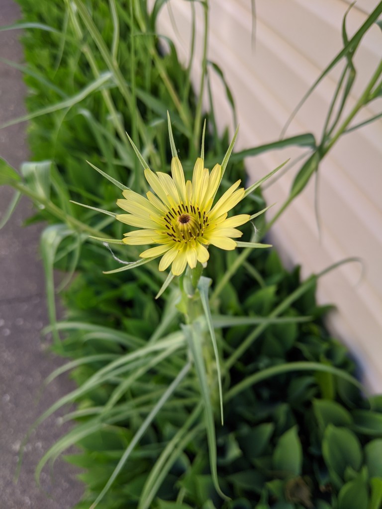 Salsify flower.