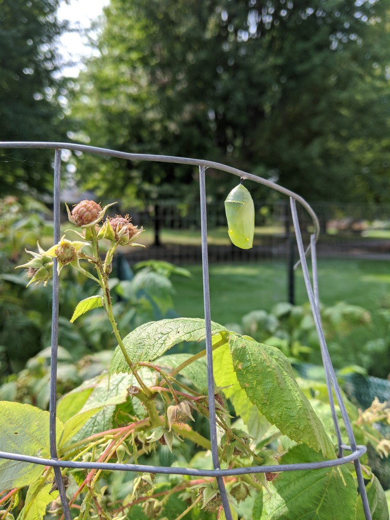A green chrysalis attached to a tomato cage. Unripe raspberries on the plant are in the foreground.